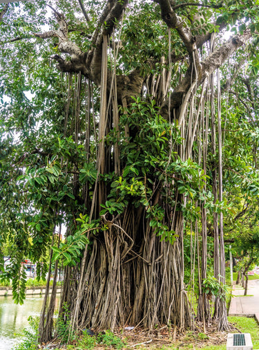 50 BANYAN / BANYAN FIG TREE East Indian Ficus Benghalensis Aerial Root Houseplant Seeds